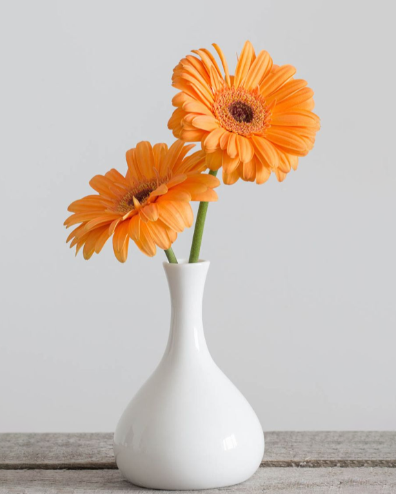 Two vibrant orange gerbera daisies in a sleek white vase on a wooden surface against a plain background.