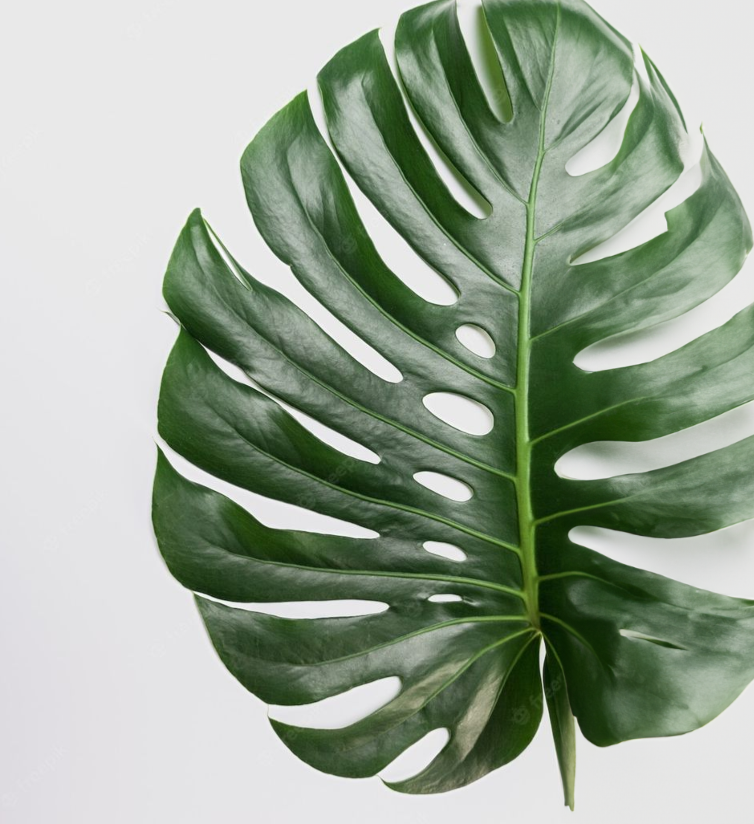 Large green monstera leaf with distinctive holes and splits against a plain white background.